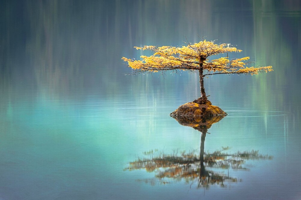 Ayurveda Wellness- a permanent cure to your mental, physical and emotional turmoil Ayurveda Wellness- a permanent cure to your mental, physical and emotional turmoil